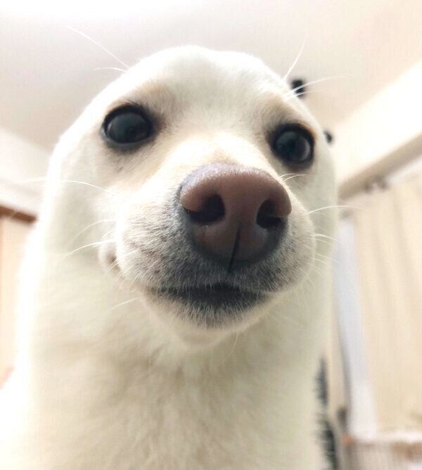 アザラシ風のまめたちゃん