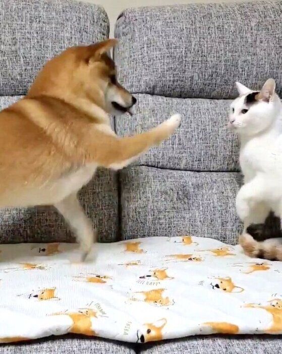 じゃれ合うなつちゃんと、おばあちゃん猫・ミミちゃん