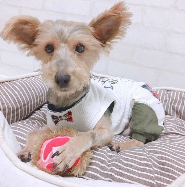 元保護犬・サブレくん