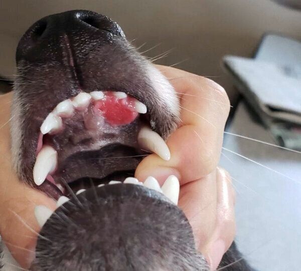りんちゃんの口の中にできた腫瘍