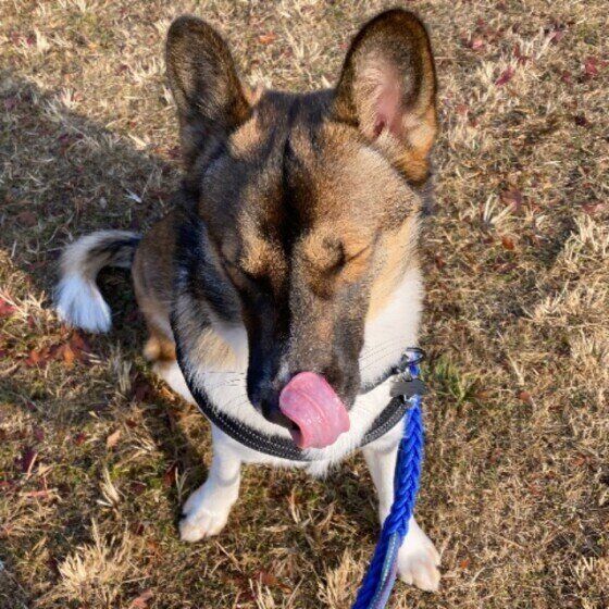 散歩するMix犬