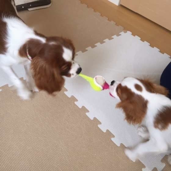 2匹で遊ぶキャバリア