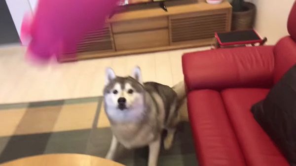 豚のオモチャで遊ぶシベリアン・ハスキー