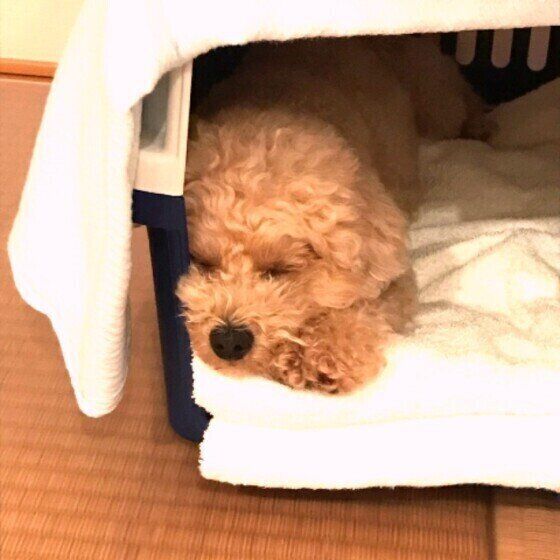トイ・プードルのマハロちゃん