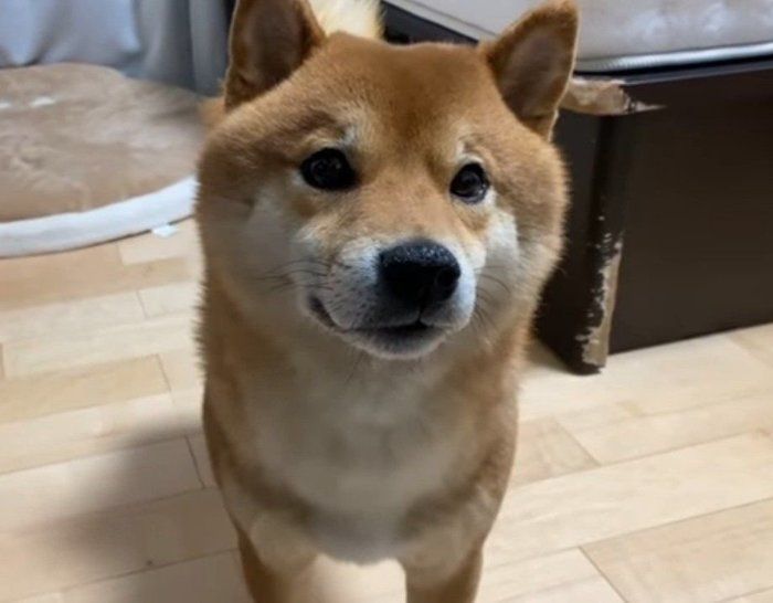 見つめる犬