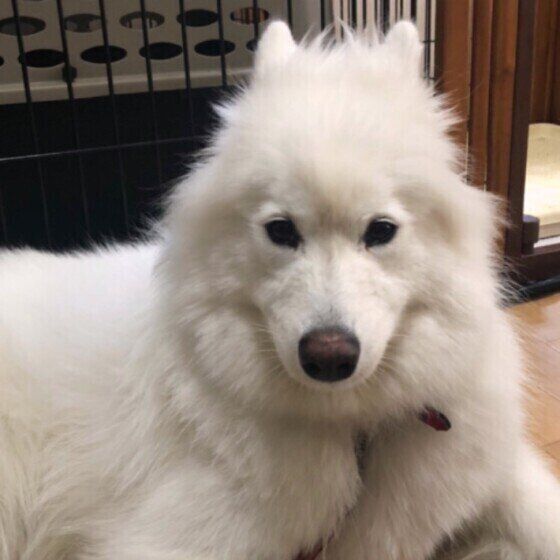 サモエド