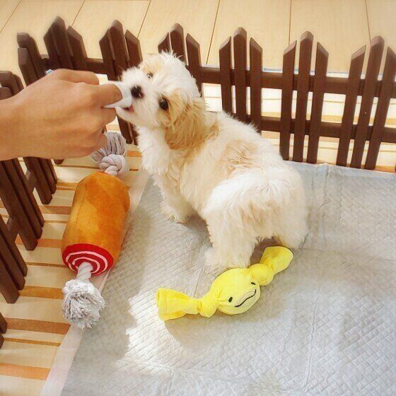 ミックス犬