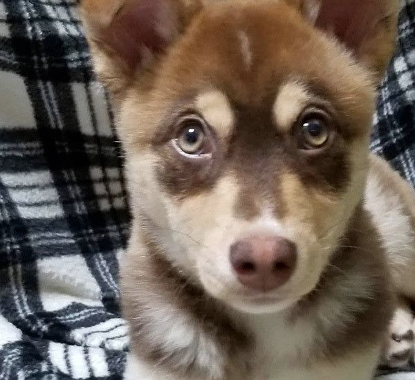 見つめる犬