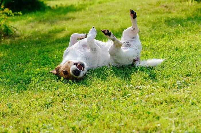 草の上に寝転がる犬