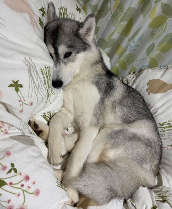 �դ��դ��Τ����ĤǤޤä��ꤹ��८�����