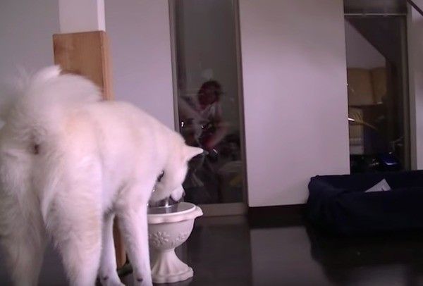 秋田犬と猫