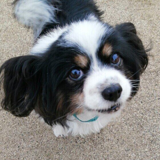 【犬の検便】ウンチを動物病院に持っていく正しい方法 いぬのきもち
