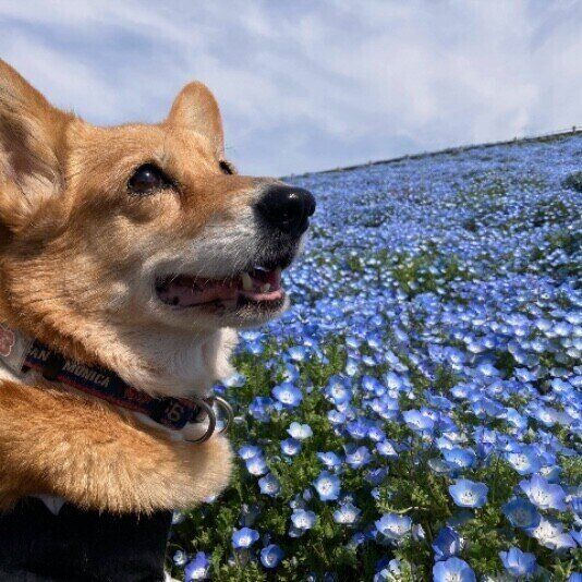 ウェルシュ・コーギー・ペンブロークのみるくちゃん