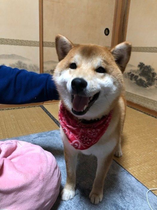 笑顔の柴犬