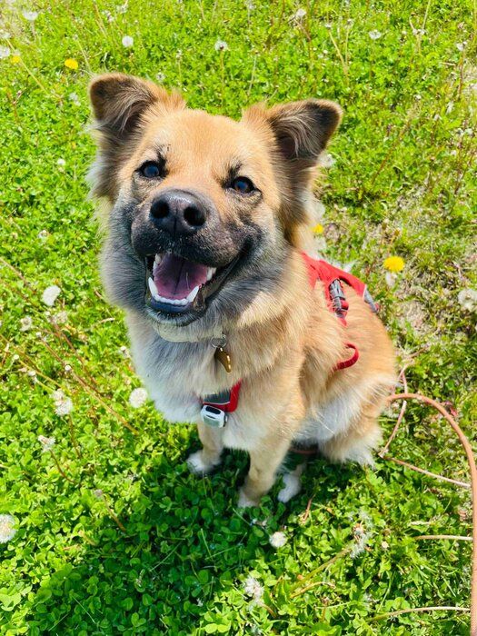 嬉しそうな表情の犬