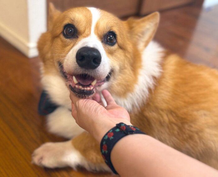 嬉しそうなラッキーくん