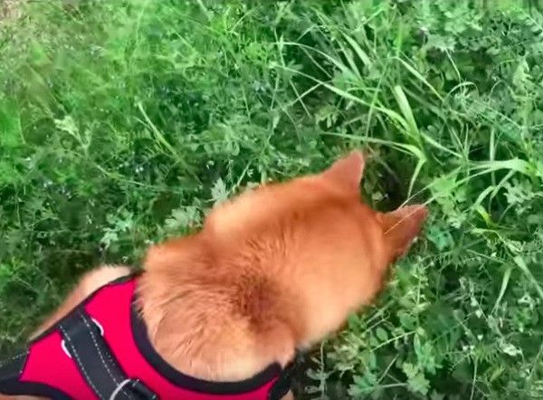 柴犬