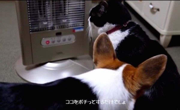 コーギーと猫
