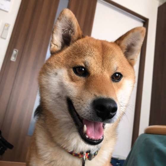 笑う柴犬
