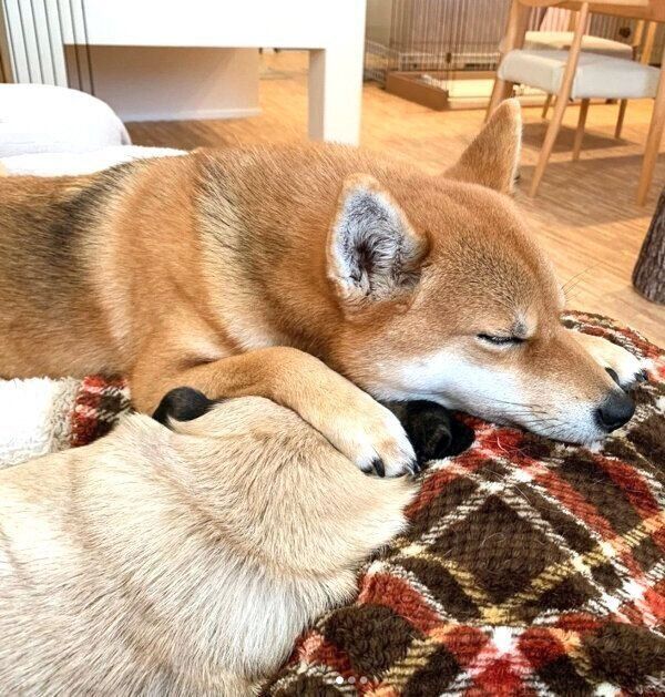 寄り添って眠るラルくんとアキちゃん