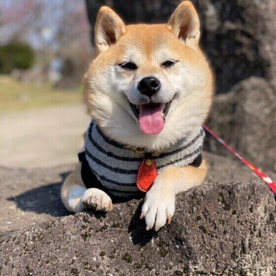 柴 まるちゃん