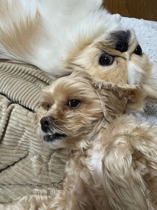 仲よく寄り添う愛犬たち