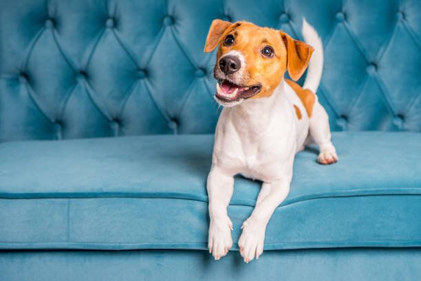 ソファに座って飼い主を見上げる犬