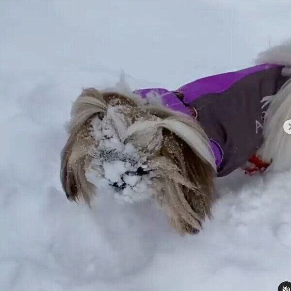 雪を見てテンション爆上がりのコロンちゃん