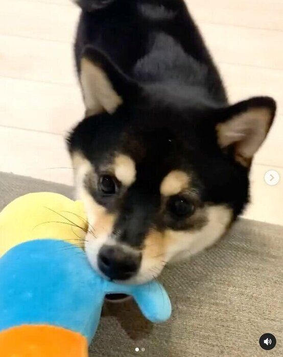 ぬいぐるみで遊ぶすずちゃん