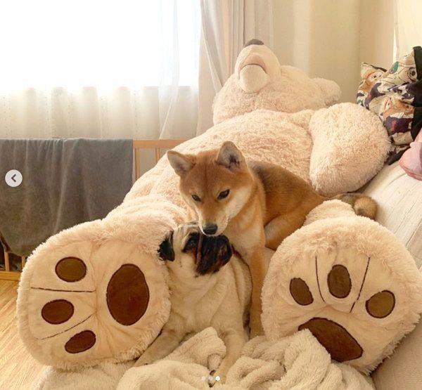 クマのぬいぐるみの上でくつろぐラルくんとアキちゃん