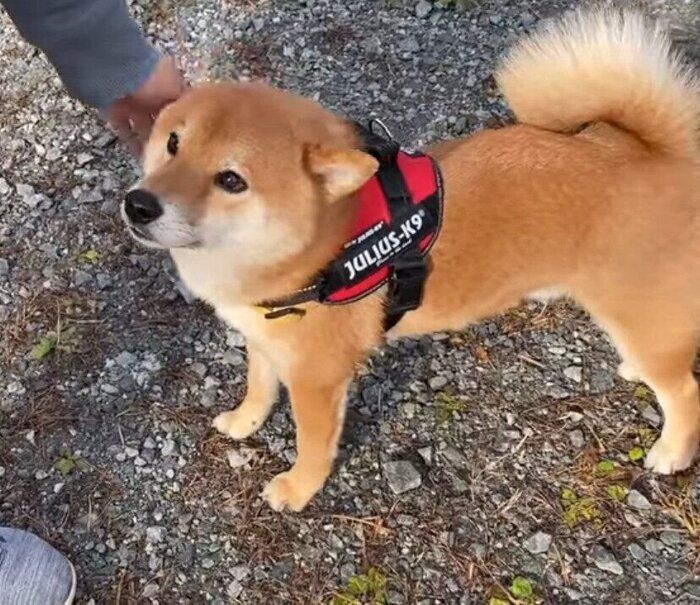 朝の犬