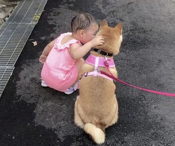 柴犬と女の子
