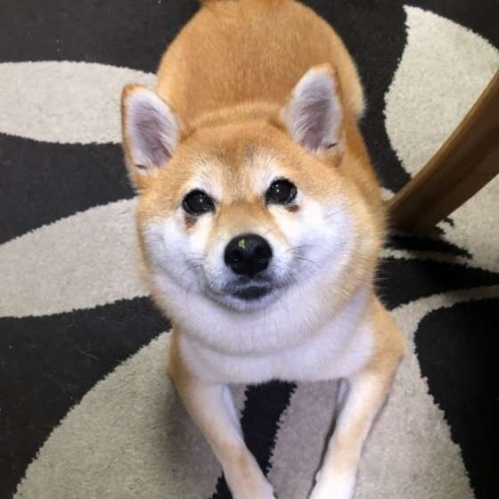 柴