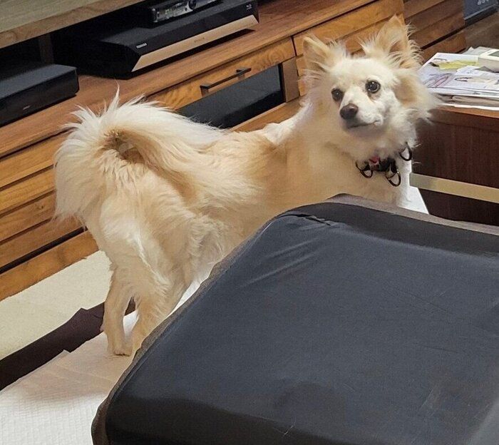 おやつ探しのときにはしっぽが上がるシャムちゃん