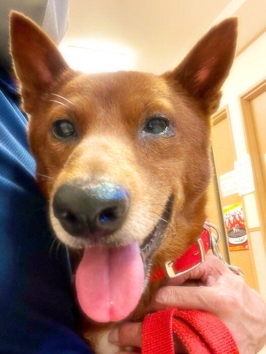 動物病院での玄くんの様子