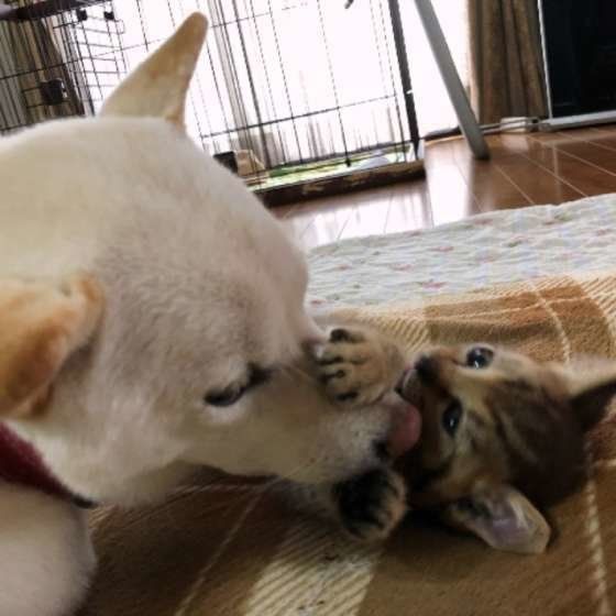 フクちゃん