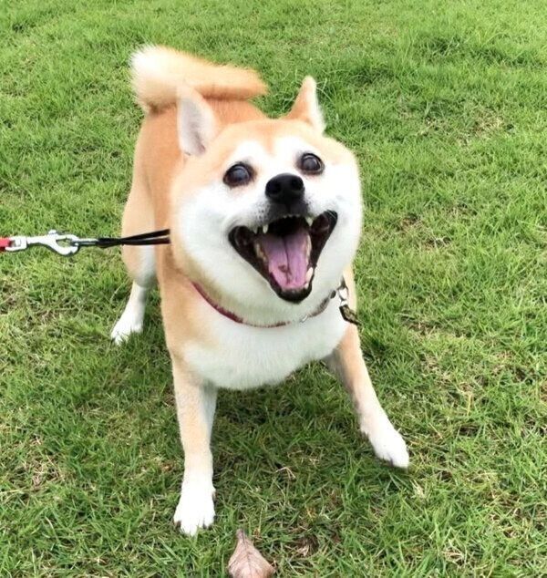 お散歩を楽しむきなこちゃん