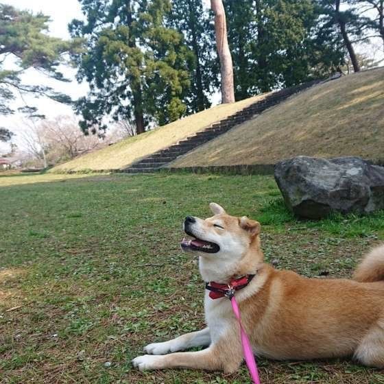 散歩する柴犬