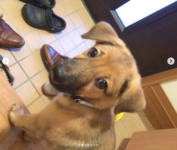 元保護犬・こたろうくん