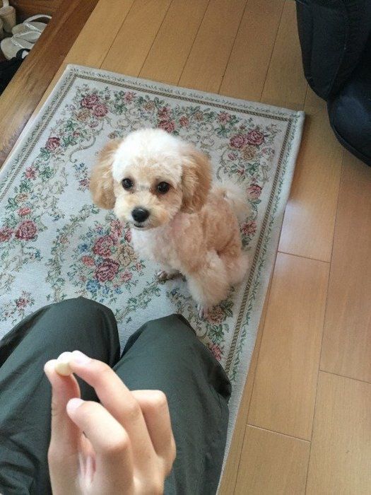モカちゃん
