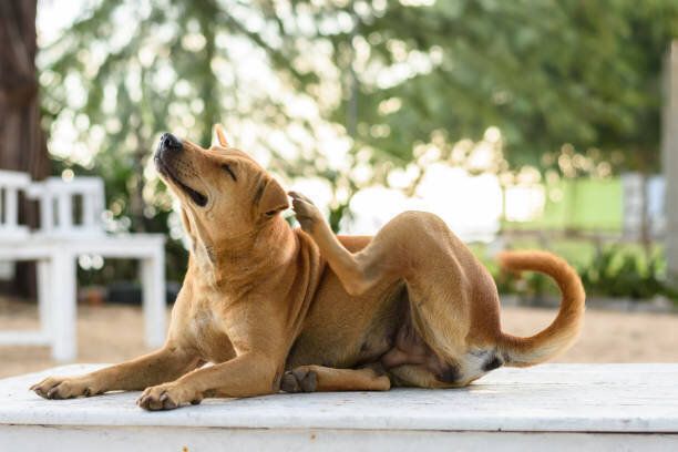 頭をかく犬