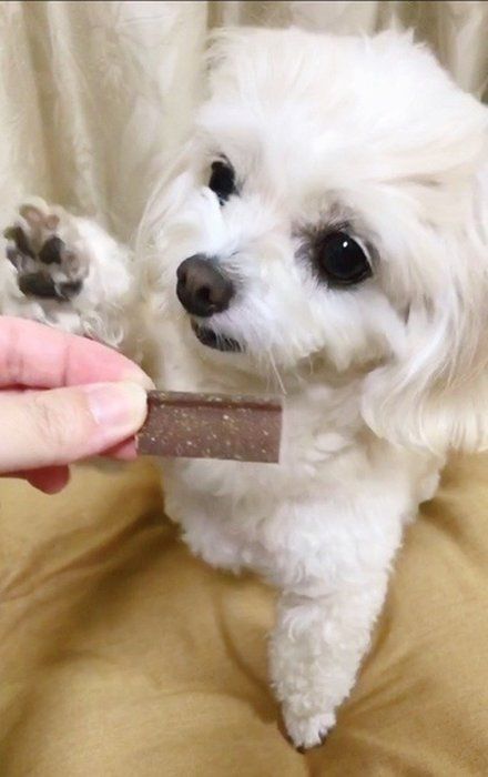 おやつをもらう犬のななちゃん