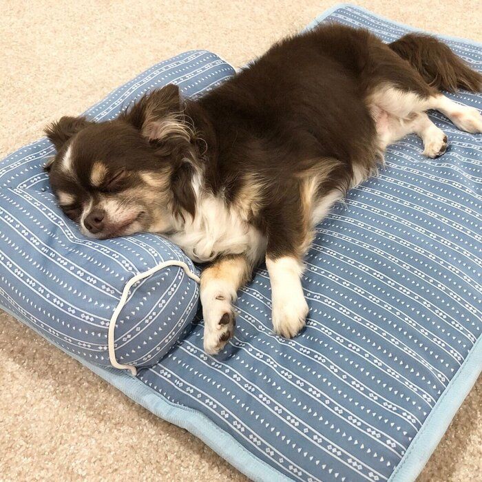 よく寝るチワワ