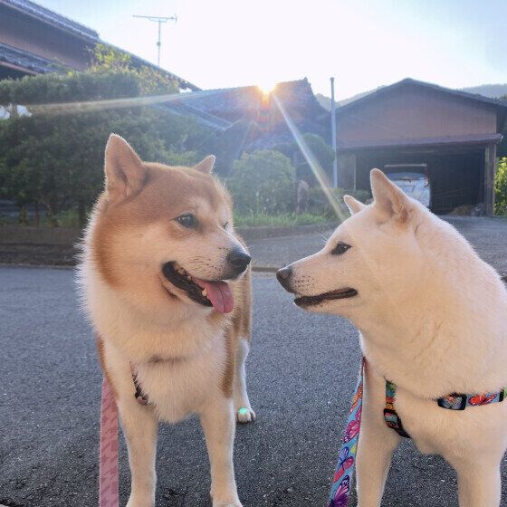 朝のお散歩中のワンちゃんたち