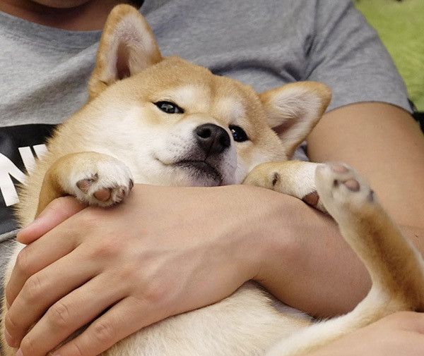 見つめる柴犬