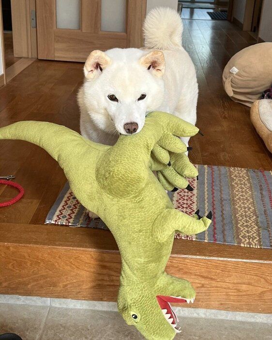 大きなぬいぐるみをくわえる小豆ちゃん