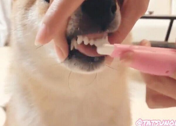 ムキ顔でお利口に歯磨きをするタツノコ姫ちゃん