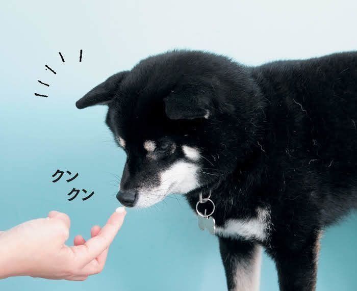 クンクンする柴