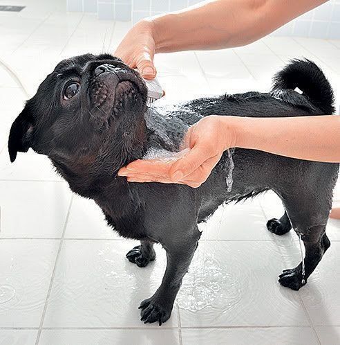 シャワーをする犬