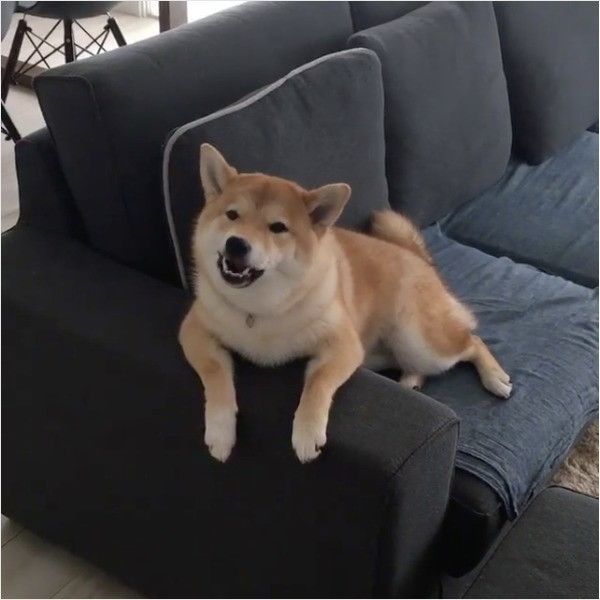 怒る?ワンコ